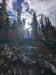 A photograph taken from a hiking trail, the view is of the sun shining directly through some pine trees.
