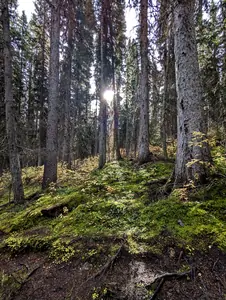 A photograph taken from a hiking trail, the view is of the sun shining directly through a dense pine-tree woodland.